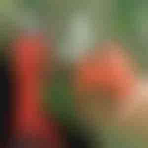 Elektriskās šķēres | WHIZZPRUNER